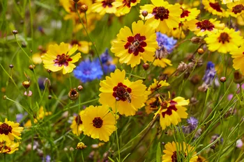 Bees in wildflowers.jpg